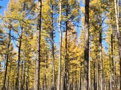 -塞罕坝国家级自然保护区