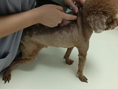 -全心全意连锁动物医院·微创中心·内科急重症·心脏专科(丰管路店)