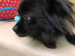 -美联众合动物医院·24h转诊中心