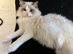-猫遇摄影工作室