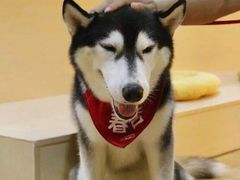 -Husky Go! 哈士奇体验馆·宠物咖啡厅狗咖