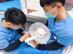 -纳吉亚猫专科动物诊疗中心(蒋宅口分院)