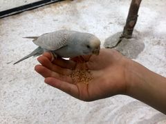 -上海大自然野生昆虫馆(东方明珠·爬宠昆虫探索中心)