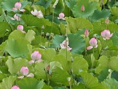 -荔湾湖公园