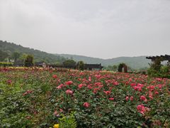 -龙寺生态园