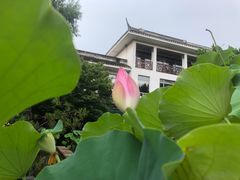 -东山雕花楼