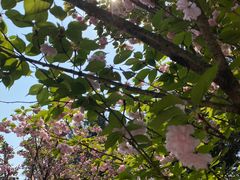 -铁山坪森林公园