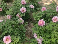 -石家庄市植物园