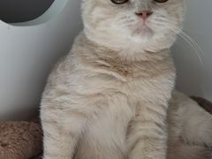 -东方名猫馆·英短金渐层布偶猫舍(环线广场1号楼店)