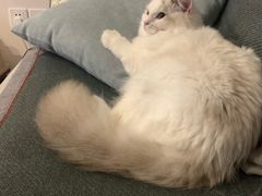 -Bastet sally猫舍购宠(静安店)