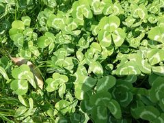 -艾溪湖湿地公园