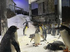 -悉尼海洋生物水族馆