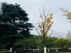 -红梅公园