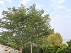 -深圳湾公园(南山区)