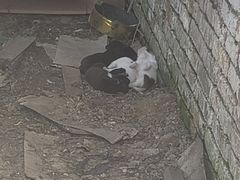 -同銮特种养殖场·龙虾垂钓