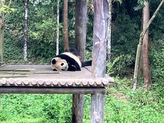 -中国大熊猫保护研究中心雅安碧峰峡基地