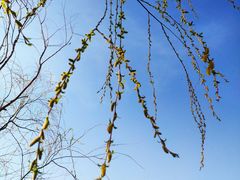 -永定河休闲森林公园