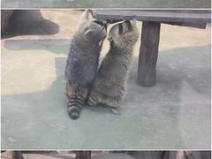 -南昌动物园