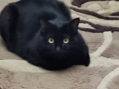 -纳吉亚猫专科动物诊疗中心(蒋宅口分院)