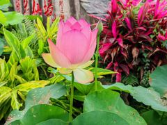 -广州莲花山旅游区