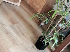 -柴犬小屋·柴餐厅·狗咖食堂(金鼎广场店)