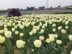 -紫颐香薰山谷景区
