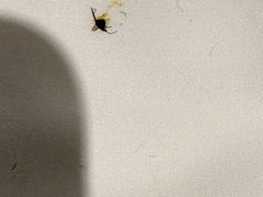 -都江堰中心国际酒店