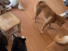 -柴犬高等学院·狗咖·柴犬售卖·宠物训练