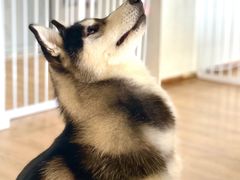-Husky Go! 哈士奇体验馆·宠物咖啡厅狗咖