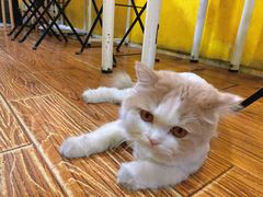 -志龙皇冠吃货椰子铺