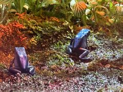 -上海大自然野生昆虫馆(东方明珠·爬宠昆虫探索中心)