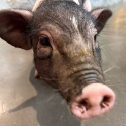 -Zoolung Zoolung动物主题公园(海信广场店)