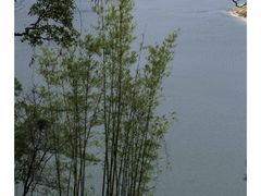 -广州市流溪河国家森林公园