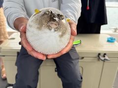 -小猫钓鱼海钓俱乐部(椰梦长廊店)