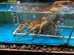 -海帮主·蒸汽海鲜青岛菜(栈桥火车站店)