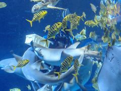 -太平洋海底世界