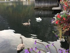 -布劳伽斯特豪夫哈尔施塔特宾馆