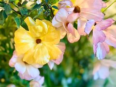 -小小花园 Le.Petit.Jardin(西岸滨江店)