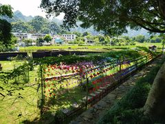 -万峰林风景区