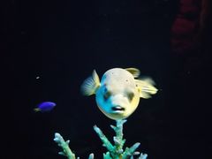 -暹罗海洋世界