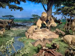 -国家自然博物馆