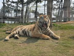 -西霞口神雕山野生动物世界