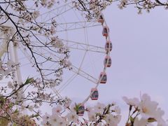 -顾村公园