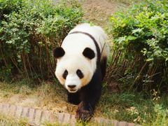 -五龙山野生动物王国