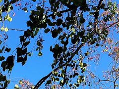 -南门四季铜锅涮肉(大屯·北苑店)