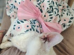 -楼上猫咖(罗湖店)