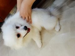 -艾贝尔宠物医院(华府骏苑店)