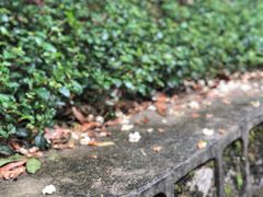 -火炉山森林公园
