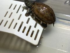 -立德异宠动物医院.兔鸟爬.内窥镜(天河店)