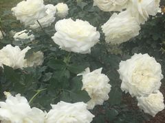 -人民公园(罗湖区)